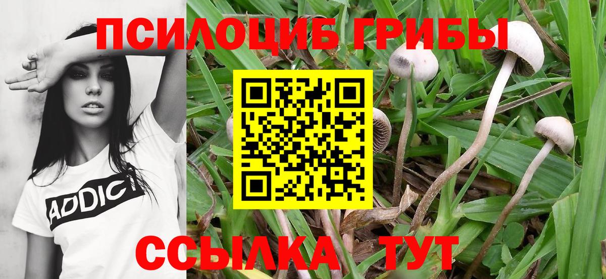 как найти наркотики  Вход с VPN  Дмитров  Псилоцибиновые грибы прущие грибы 
